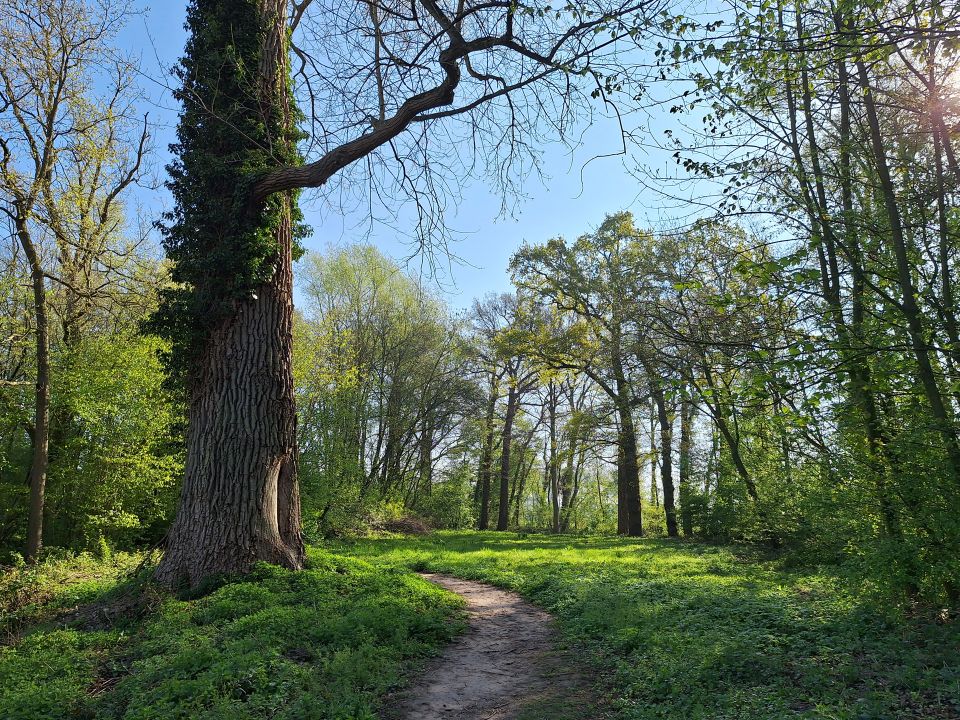 Wandelpad door het bos op het Stoetwegenpad