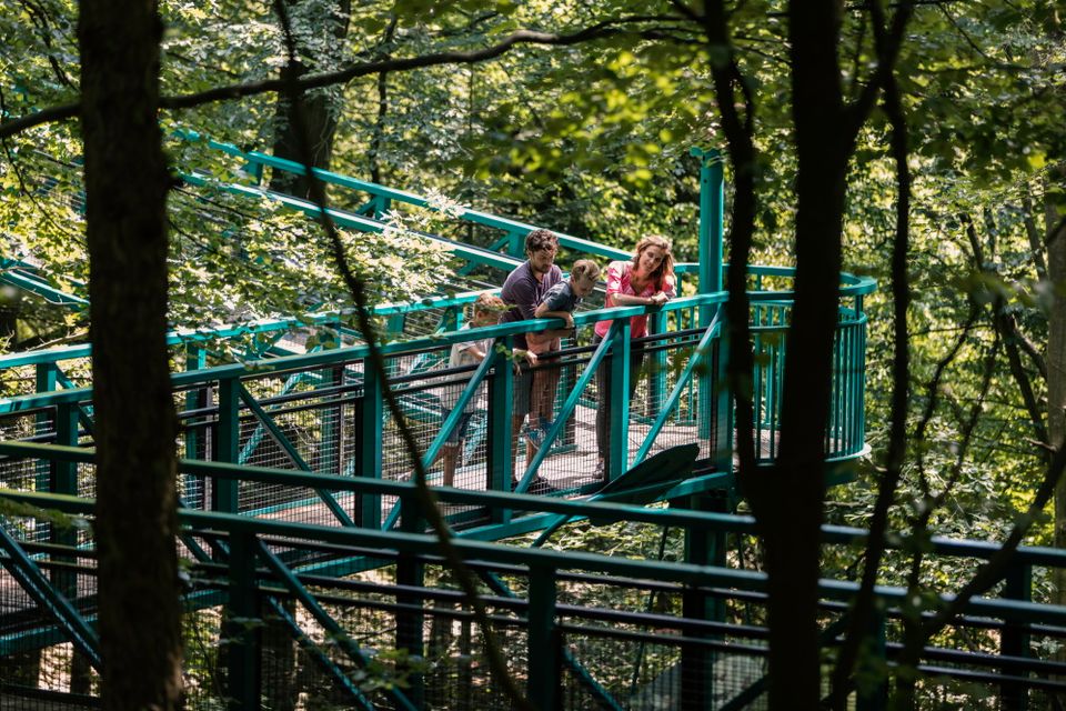 Gezin loopt over het Boomkroonpad tussen de toppen van de bomen.