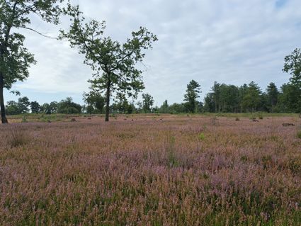 torrenven-heide-in-flowering Mariahout