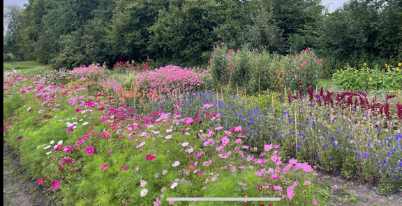 Foto van de bloempluktuin met bloemen in verschillende kleuren.