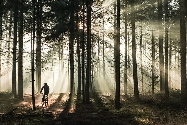 Mountainbike Natuurgebied de Maashorst in Brabant