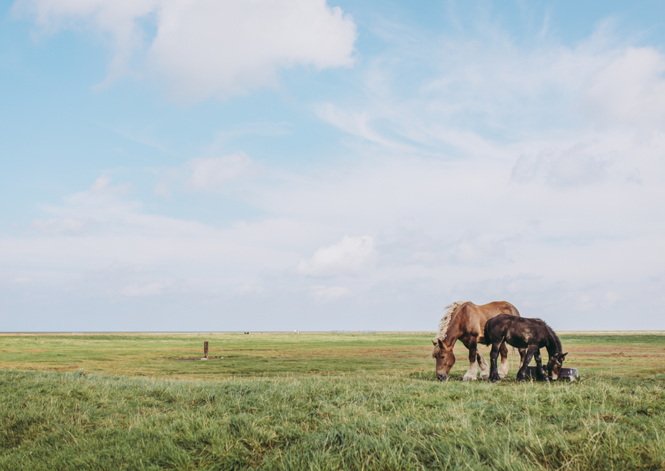 paarden in de kwelder
