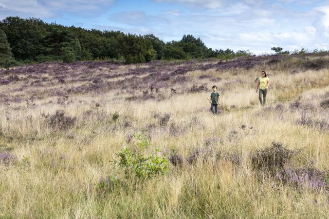 Holtingerveld
