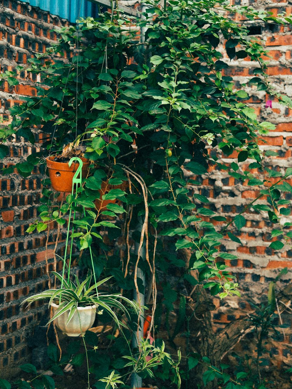 Planten tegen een muur