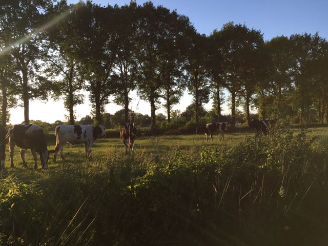 Alle apartementen hebben uitzicht op landerijen met koeien, met de unieke lanenstructuur van de Kolonien van Weldadigheid
