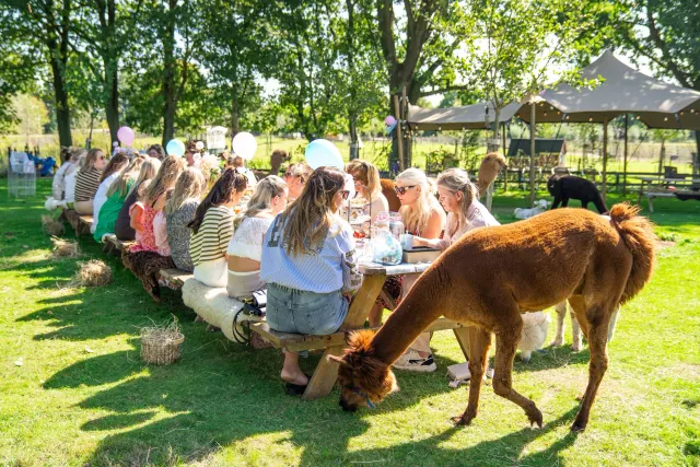 Alpaca High Tea