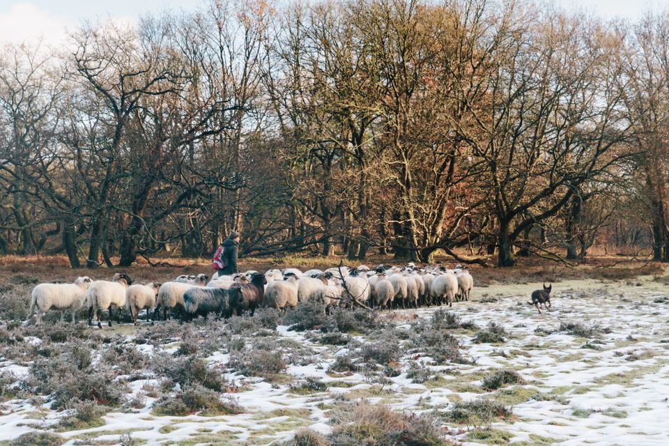 Een herder loopt in de winter met de hond in de natuur tussen een schaapskudde.