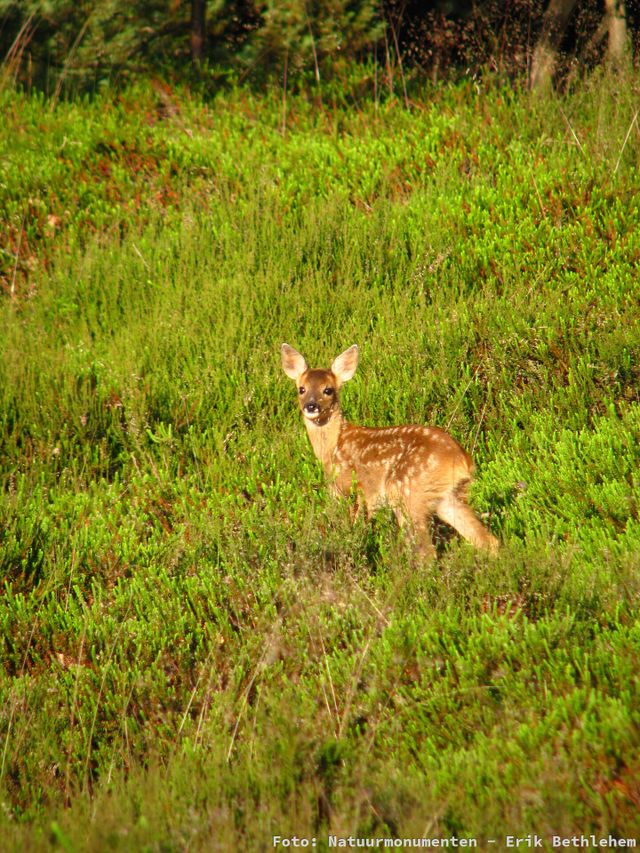 Wildspotwandeling Achter 't Zaand