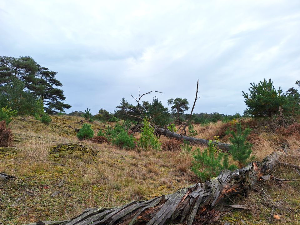 Wandeling om het Canadameer en door de kale duinen bij Appelscha
