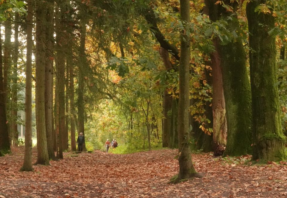 Wandelen door het bos