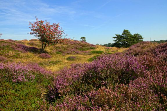 Doldersummerveld