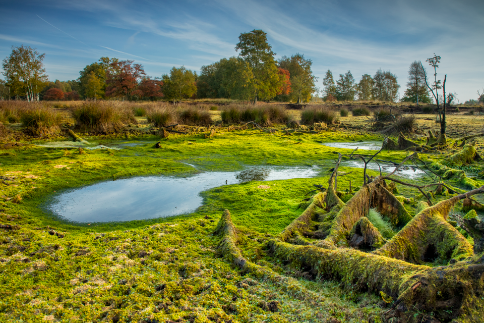 Ein kleines Teichchen, umgeben von viel leuchtend grünem Moos im Naturschutzgebiet Bargerveen.