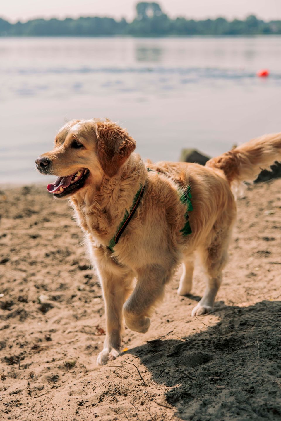 Hond loopt over strand op recreatiegebied Stroombroek