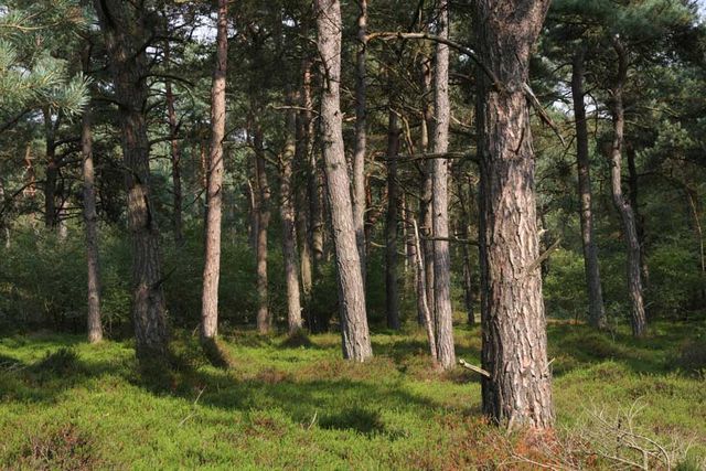 Drents Friese Wold naaldbomen