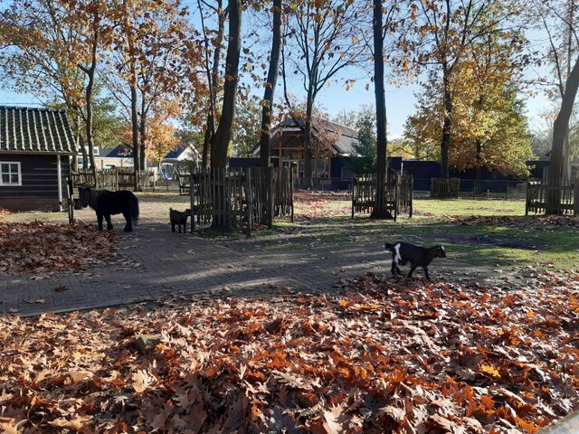 Kinderboerderij ORO Rijtven Deurne