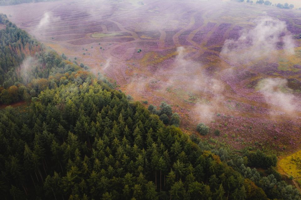 Een drone foto van een paars heideveld naast een groen bos.