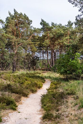 Kalmthoutse Heide