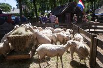 Pas geschoren schapen