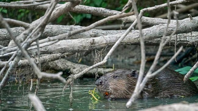 foto: Staatsbosbeheer Biesbosch
