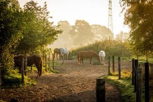 Paarden