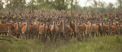 Roedel edelherten in de Oostvaardersplassen.