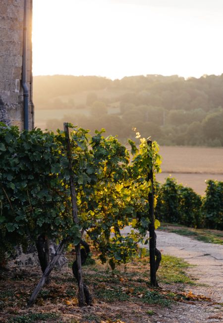 Apostelhoeve Maastricht wine cuttings