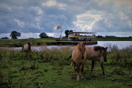 Konikpaarden in de Palmerswaard bij Rhenen, met rondvaartboot De Blauwe Bever op de Nederrijn op de achtergrond. De foto laat de combinatie van natuur, rivierlandschap en recreatie in de uiterwaarden zien.