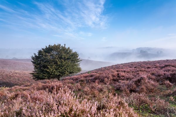 Nationaal Park Veluwezoom - Posbank - Boom - Heide