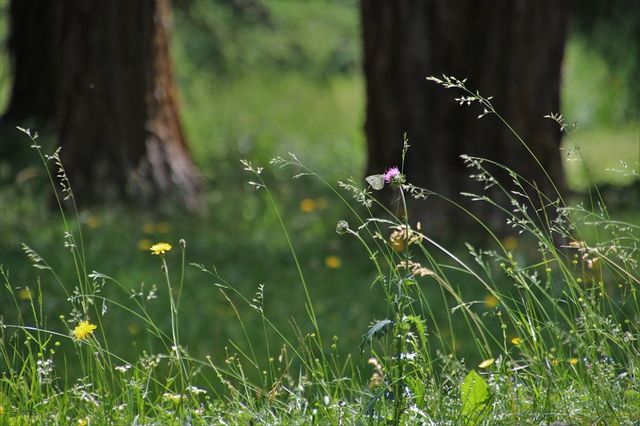 Close-up van hoge grassprieten en wilde bloemen met twee bomen op de achtergrond.