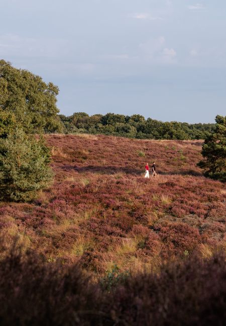 Noord-Limburg Mook en Middelaar Mookerheide