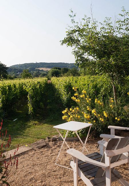 Vineyard Domein Holset