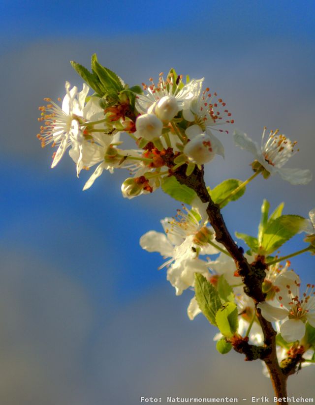 Lentefair Dwingelderveld