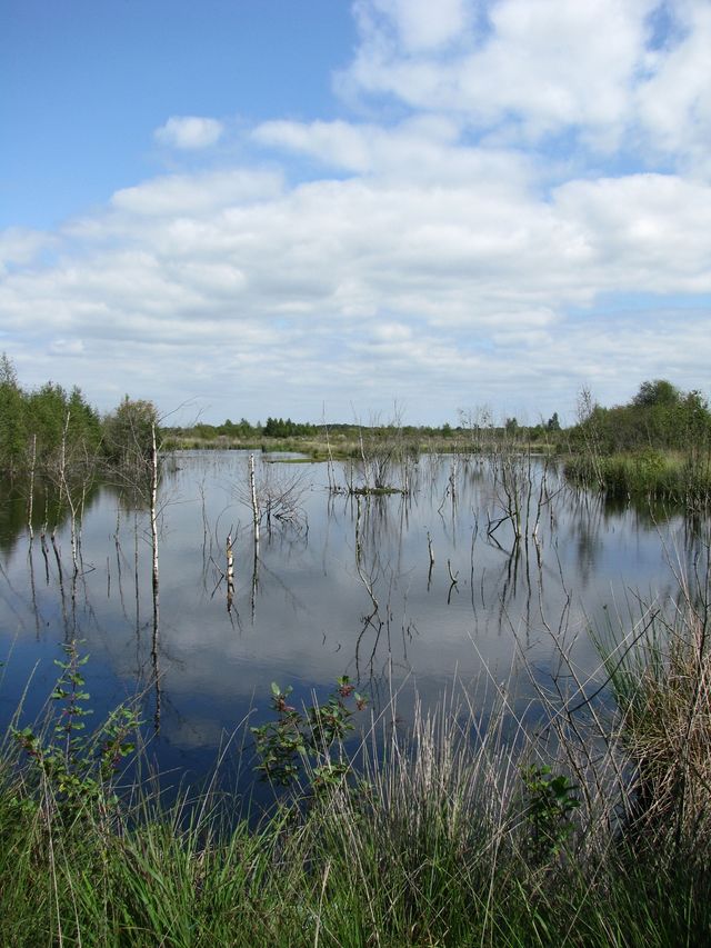 Veenlandschap met water
