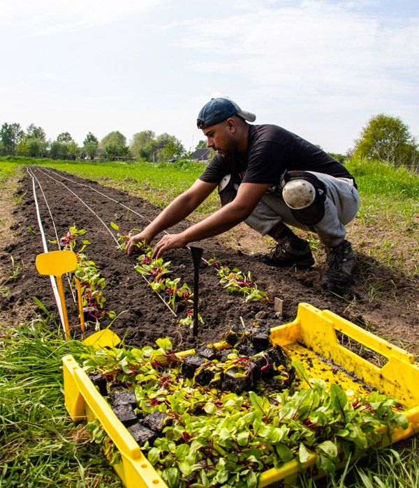 Tuinder Michael Stelwage plant gewassen in de Tuin van Best, de stadstuin van Eindhoven en omgeving.