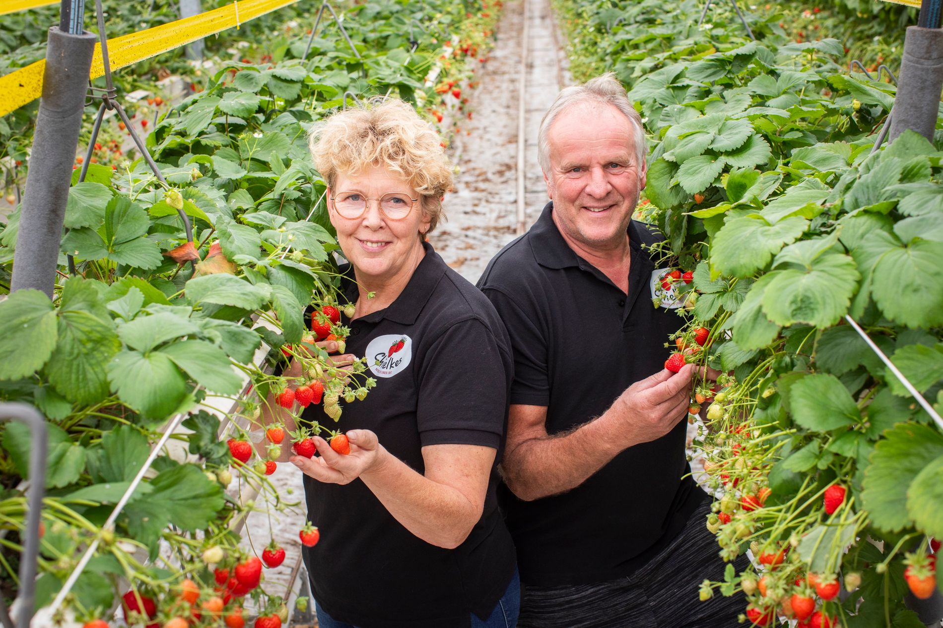 Chielkes Aardbeien Helenaveen