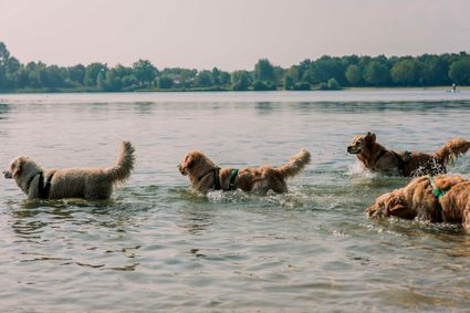 Honden rennen in het water