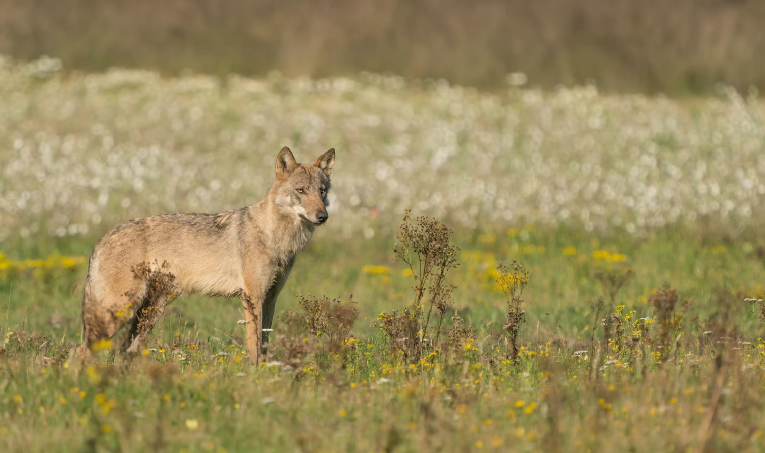 Foto van een wolf in de natuur
