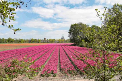 Foto's van Hella Radic-Hoogzand mogen uitsluitend gebruikt worden voor de website van Visit Duin en Bollenstreek.