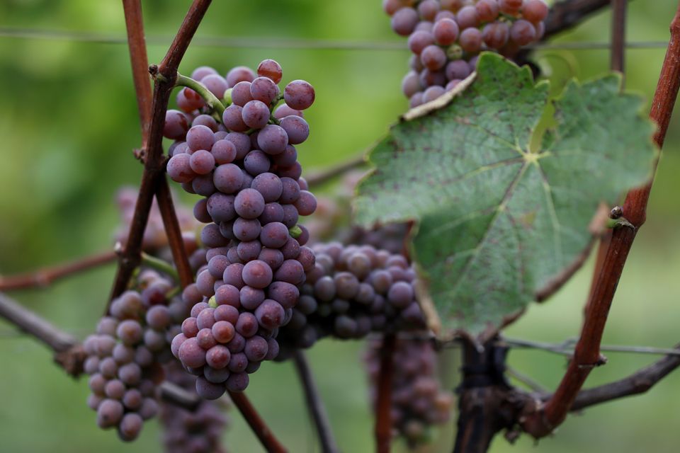 Druiven Souvignier Gris in Wijngaard By Ypma