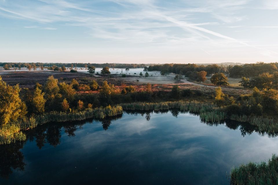 Luftaufnahme eines Naturschutzgebiets mit Wasser und blühender Heide, über dem Nebel liegt.