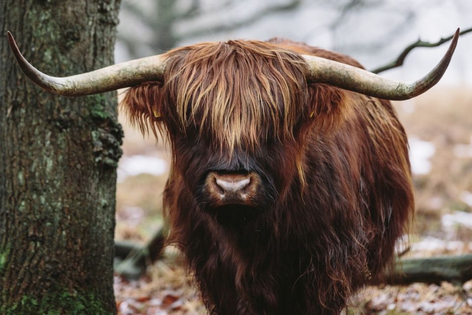 Nahaufnahme des Kopfes eines Schottischen Hochlandrindes mit Hörnern.