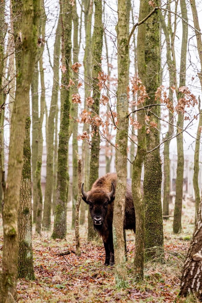 Een wisent in de Maashorst.