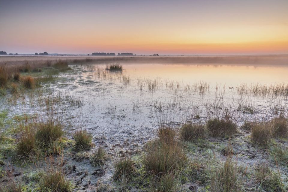 Ein Moor im Nationalpark Dwingelderveld.