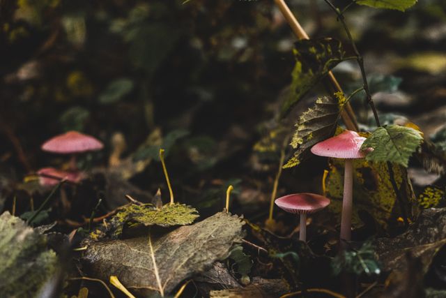 Stockfoto van bospaddenstoelen