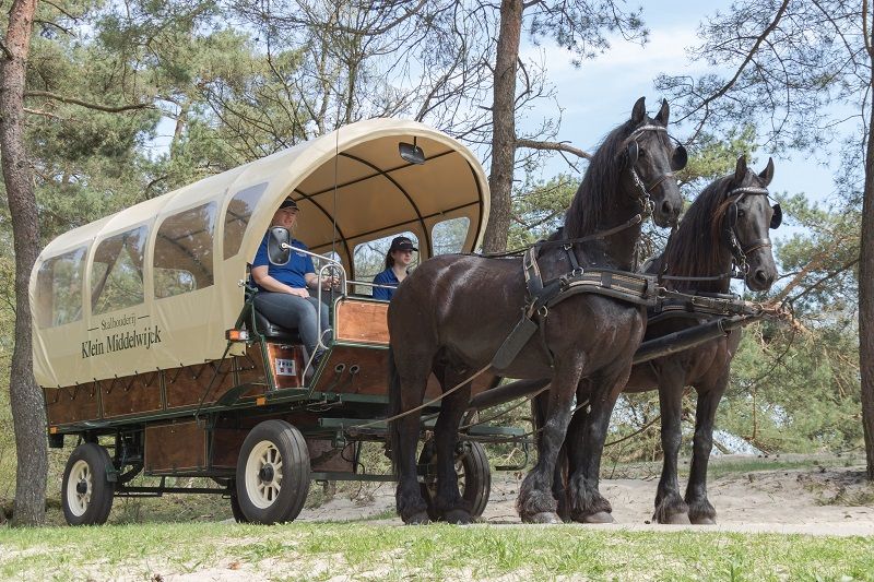 Twee zwarte paarden trekken een overdekte huifkar van Stalhouderij Klein Middelwijck door een bosrijke omgeving.