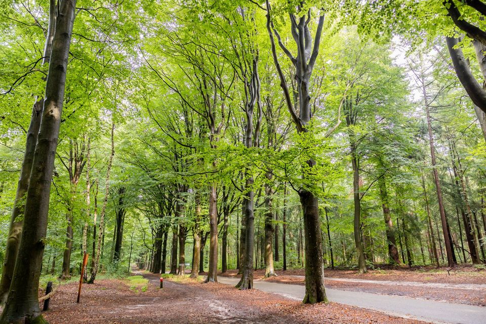 Bossen in Gaasterland