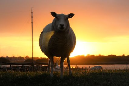 Een schaap op de dijk, met daarbij een oranje gekleurde lucht.