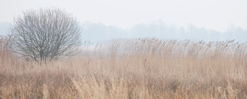 Natuur bij de Geeserstroom in de winter.