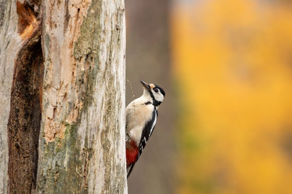 een specht op een boom