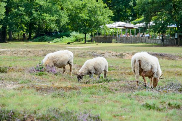 Schapen grazen voor De Eendracht